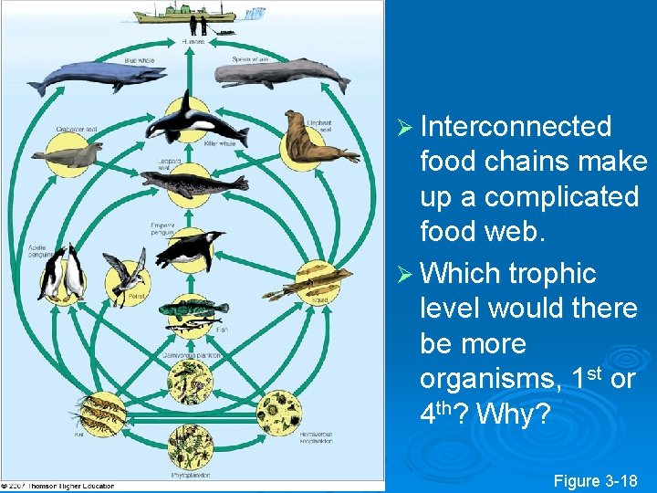 Ø Interconnected food chains make up a complicated food web. Ø Which trophic level Ø Interconnected food chains make up a complicated food web. Ø Which trophic level