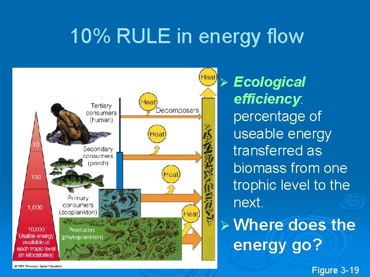 10% RULE in energy flow Ø Ecological efficiency: percentage of useable energy transferred as 10% RULE in energy flow Ø Ecological efficiency: percentage of useable energy transferred as