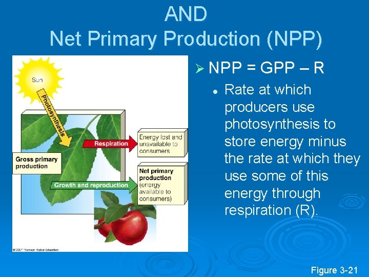 AND Net Primary Production (NPP) Ø NPP = GPP – R l Rate at AND Net Primary Production (NPP) Ø NPP = GPP – R l Rate at