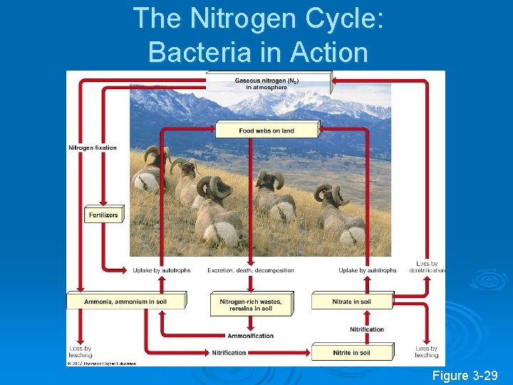 The Nitrogen Cycle: Bacteria in Action Figure 3 -29 The Nitrogen Cycle: Bacteria in Action Figure 3 -29
