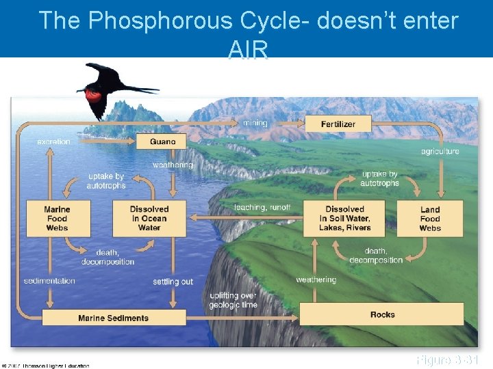 The Phosphorous Cycle- doesn’t enter AIR Figure 3 -31 The Phosphorous Cycle- doesn’t enter AIR Figure 3 -31