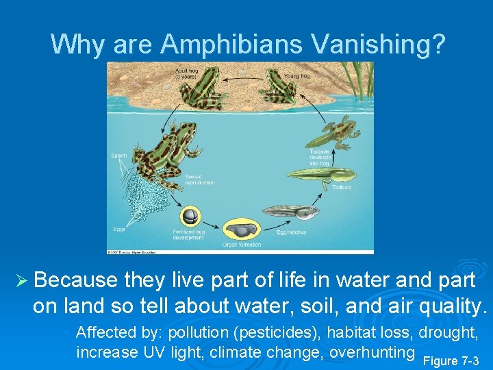 Why are Amphibians Vanishing? Ø Because they live part of life in water and Why are Amphibians Vanishing? Ø Because they live part of life in water and