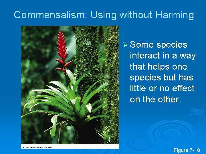 Commensalism: Using without Harming Ø Some species interact in a way that helps one Commensalism: Using without Harming Ø Some species interact in a way that helps one