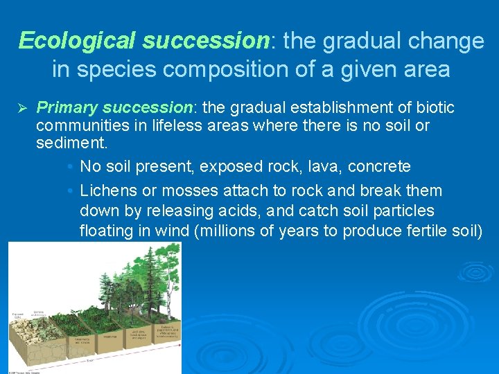 Ecological succession: the gradual change in species composition of a given area Ø Primary Ecological succession: the gradual change in species composition of a given area Ø Primary