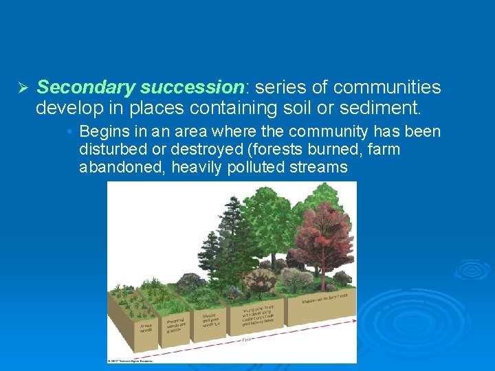 Ø Secondary succession: series of communities develop in places containing soil or sediment. • Ø Secondary succession: series of communities develop in places containing soil or sediment. •