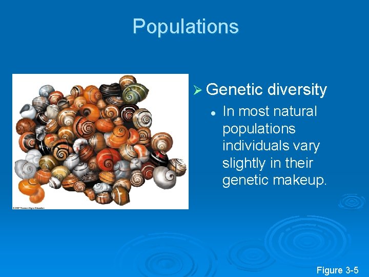 Populations Ø Genetic diversity l In most natural populations individuals vary slightly in their Populations Ø Genetic diversity l In most natural populations individuals vary slightly in their