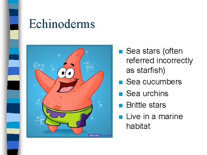 Echinoderms n n n Sea stars (often referred incorrectly as starfish) Sea cucumbers Sea