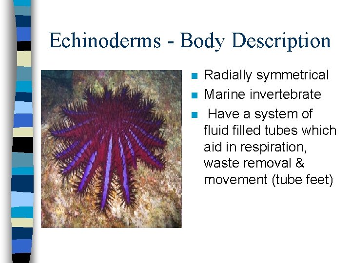 Echinoderms - Body Description n Radially symmetrical Marine invertebrate Have a system of fluid