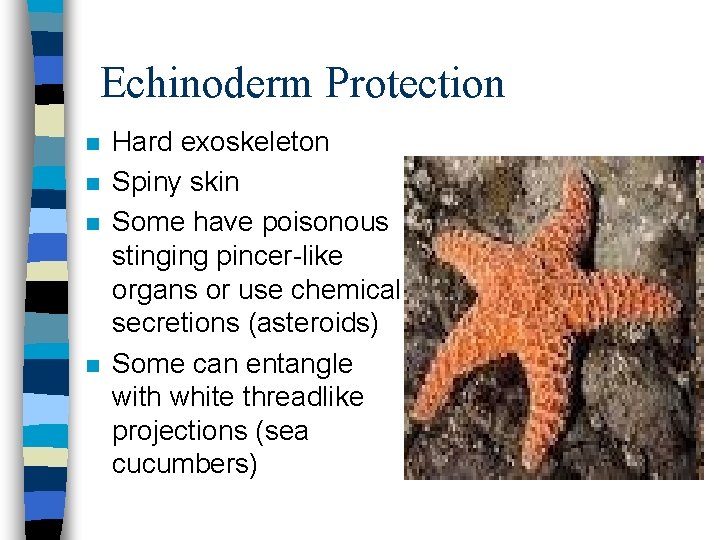 Echinoderm Protection n n Hard exoskeleton Spiny skin Some have poisonous stinging pincer-like organs