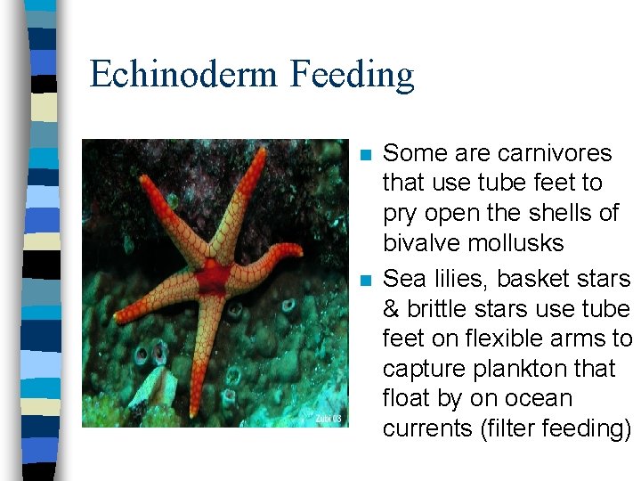 Echinoderm Feeding n n Some are carnivores that use tube feet to pry open