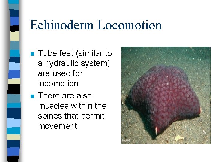 Echinoderm Locomotion n n Tube feet (similar to a hydraulic system) are used for