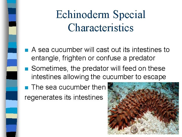 Echinoderm Special Characteristics A sea cucumber will cast out its intestines to entangle, frighten