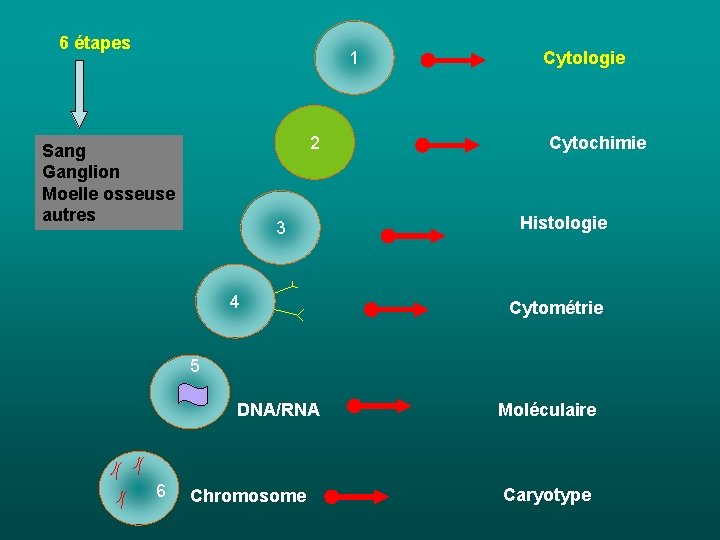 6 étapes 1 2 Sang Ganglion Moelle osseuse autres 3 4 5 4 6 6 étapes 1 2 Sang Ganglion Moelle osseuse autres 3 4 5 4 6