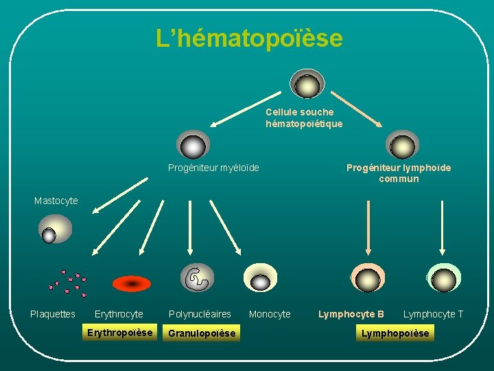 L’hématopoïèse Cellule souche hématopoïétique Progéniteur myéloïde Progéniteur lymphoïde commun Mastocyte Plaquettes Erythrocyte Polynucléaires Erythropoïèse L’hématopoïèse Cellule souche hématopoïétique Progéniteur myéloïde Progéniteur lymphoïde commun Mastocyte Plaquettes Erythrocyte Polynucléaires Erythropoïèse