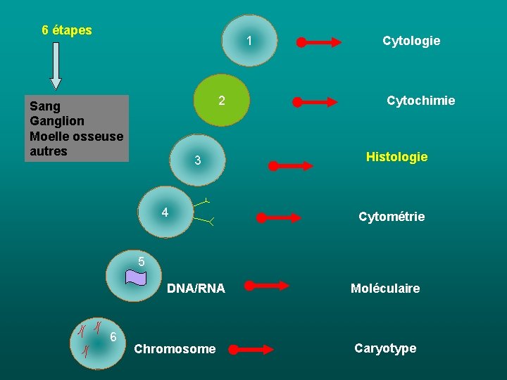 6 étapes 1 2 Sang Ganglion Moelle osseuse autres 3 4 Cytologie Cytochimie Histologie 6 étapes 1 2 Sang Ganglion Moelle osseuse autres 3 4 Cytologie Cytochimie Histologie