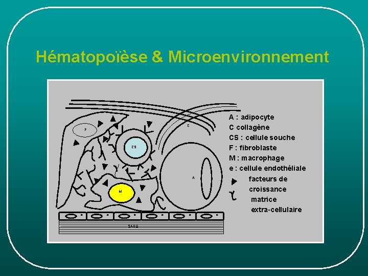 Hématopoïèse & Microenvironnement C F CS A M e e e SANG e e Hématopoïèse & Microenvironnement C F CS A M e e e SANG e e