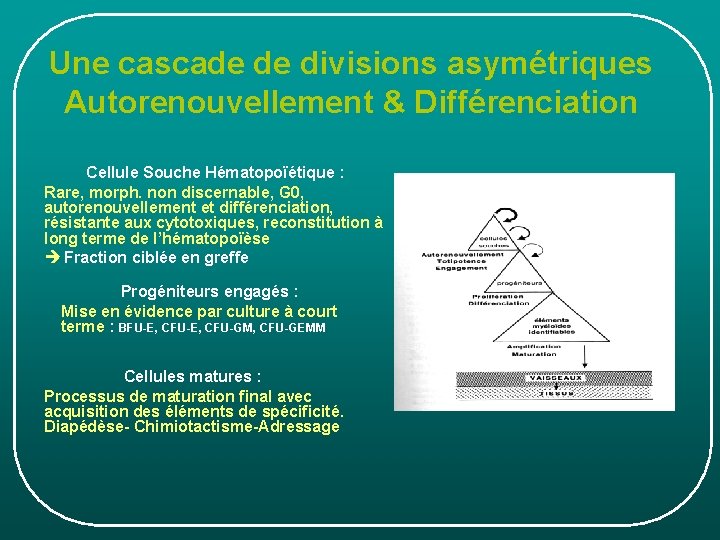 Une cascade de divisions asymétriques Autorenouvellement & Différenciation Cellule Souche Hématopoïétique : Rare, morph. Une cascade de divisions asymétriques Autorenouvellement & Différenciation Cellule Souche Hématopoïétique : Rare, morph.