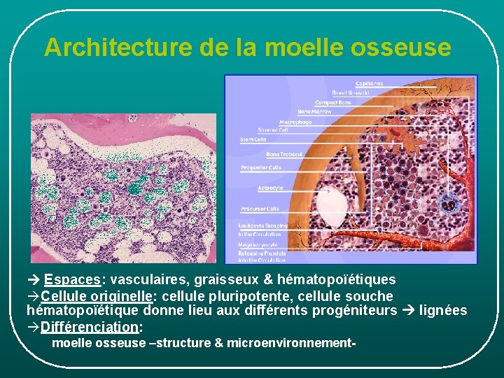 Architecture de la moelle osseuse Espaces: vasculaires, graisseux & hématopoïétiques àCellule originelle: cellule pluripotente, Architecture de la moelle osseuse Espaces: vasculaires, graisseux & hématopoïétiques àCellule originelle: cellule pluripotente,
