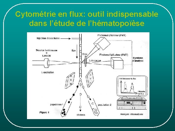 Cytométrie en flux: outil indispensable dans l’étude de l’hématopoïèse Cytométrie en flux: outil indispensable dans l’étude de l’hématopoïèse