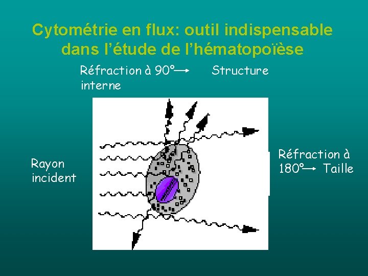 Cytométrie en flux: outil indispensable dans l’étude de l’hématopoïèse Réfraction à 90° interne Rayon Cytométrie en flux: outil indispensable dans l’étude de l’hématopoïèse Réfraction à 90° interne Rayon