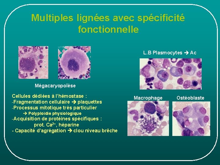 Multiples lignées avec spécificité fonctionnelle L. B Plasmocytes Ac Mégacaryopoïèse Cellules dédiées à l’hémostase Multiples lignées avec spécificité fonctionnelle L. B Plasmocytes Ac Mégacaryopoïèse Cellules dédiées à l’hémostase