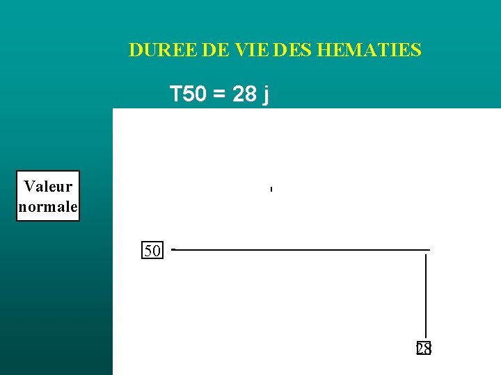 DUREE DE VIE DES HEMATIES T 50 = 28 j Valeur normale 50 28 DUREE DE VIE DES HEMATIES T 50 = 28 j Valeur normale 50 28