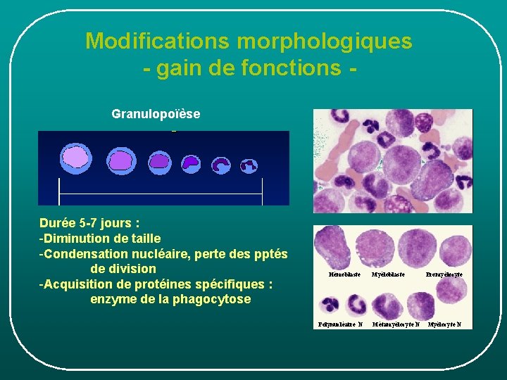 Modifications morphologiques - gain de fonctions Granulopoïèse Durée 5 -7 jours : -Diminution de Modifications morphologiques - gain de fonctions Granulopoïèse Durée 5 -7 jours : -Diminution de