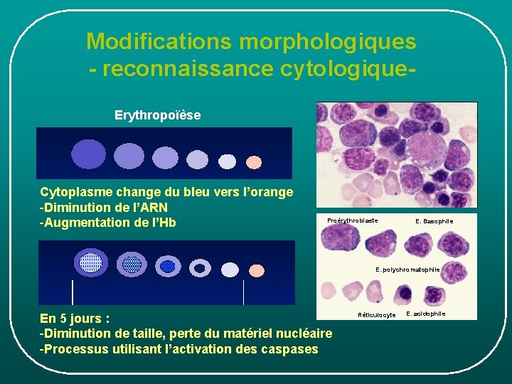 Modifications morphologiques - reconnaissance cytologique. Erythropoïèse Cytoplasme change du bleu vers l’orange -Diminution de Modifications morphologiques - reconnaissance cytologique. Erythropoïèse Cytoplasme change du bleu vers l’orange -Diminution de