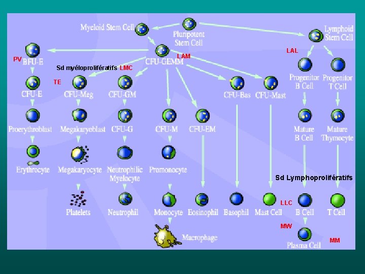 LAM PV LAL Sd myéloprolifératifs LMC TE Sd Lymphoprolifératifs LLC MW MM LAM PV LAL Sd myéloprolifératifs LMC TE Sd Lymphoprolifératifs LLC MW MM