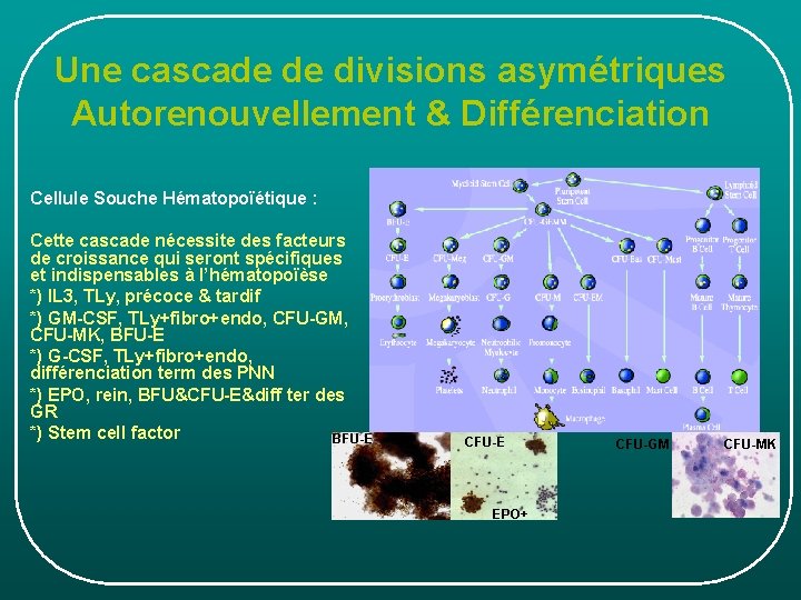 Une cascade de divisions asymétriques Autorenouvellement & Différenciation Cellule Souche Hématopoïétique : Cette cascade Une cascade de divisions asymétriques Autorenouvellement & Différenciation Cellule Souche Hématopoïétique : Cette cascade