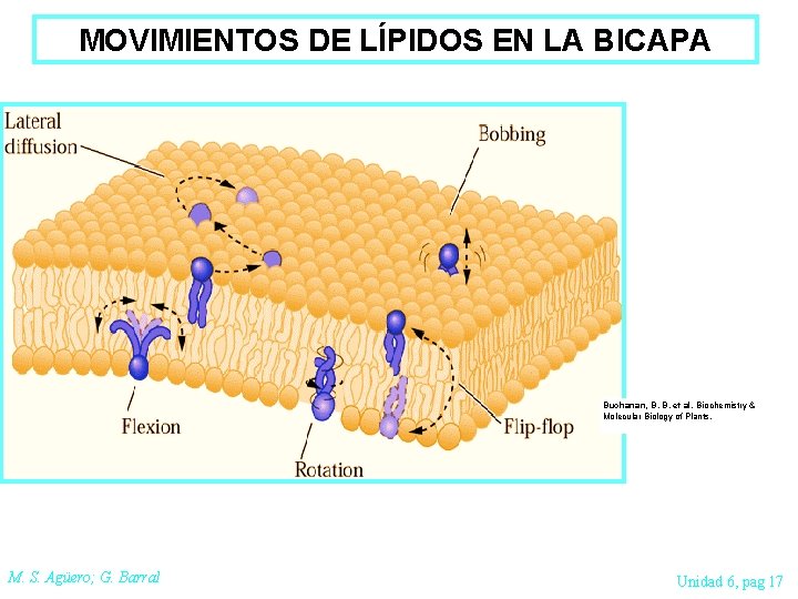 MOVIMIENTOS DE LÍPIDOS EN LA BICAPA Buchanan, B. B. et al. Biochemistry & Molecular