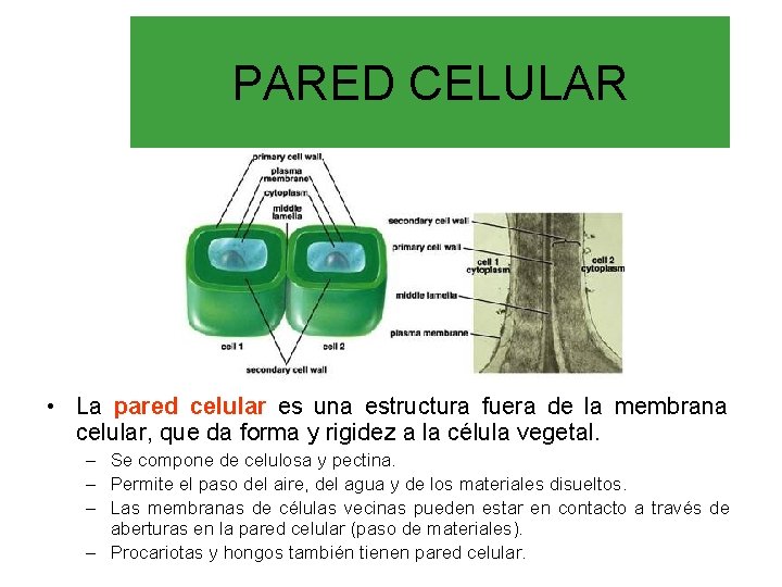 PARED CELULAR • La pared celular es una estructura fuera de la membrana celular,