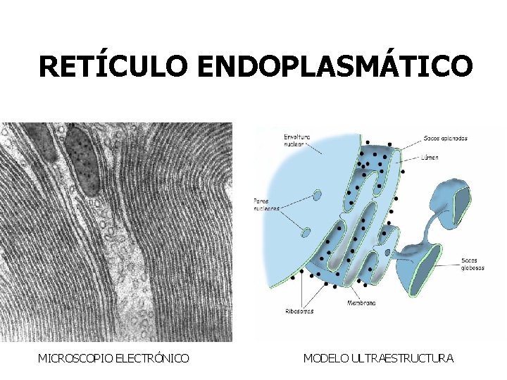 RETÍCULO ENDOPLASMÁTICO MICROSCOPIO ELECTRÓNICO MODELO ULTRAESTRUCTURA 