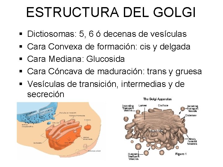 ESTRUCTURA DEL GOLGI § § § Dictiosomas: 5, 6 ó decenas de vesículas Cara