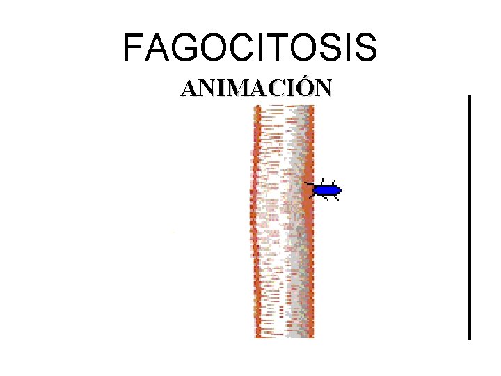 FAGOCITOSIS ANIMACIÓN 