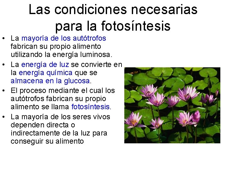 Las condiciones necesarias para la fotosíntesis • La mayoría de los autótrofos fabrican su