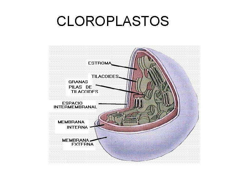 CLOROPLASTOS 