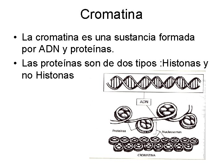 Cromatina • La cromatina es una sustancia formada por ADN y proteínas. • Las