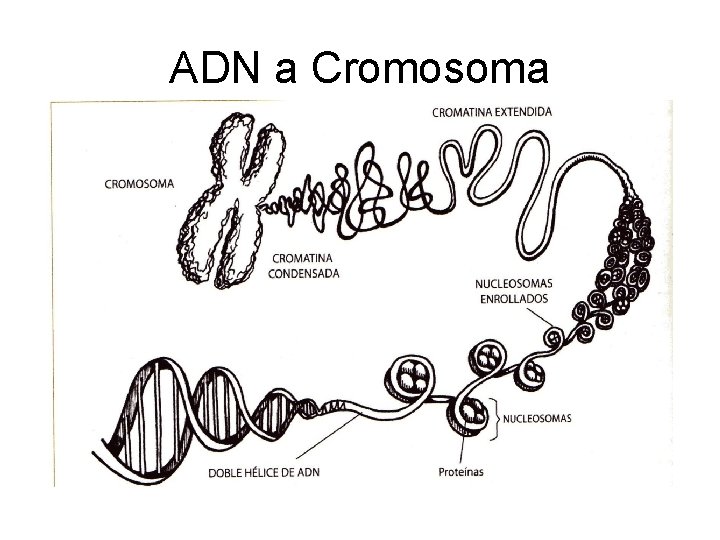 ADN a Cromosoma 