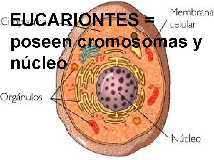 EUCARIONTES = poseen cromosomas y núcleo 