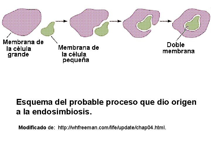 Esquema del probable proceso que dio origen a la endosimbiosis. Modificado de: http: //whfreeman.