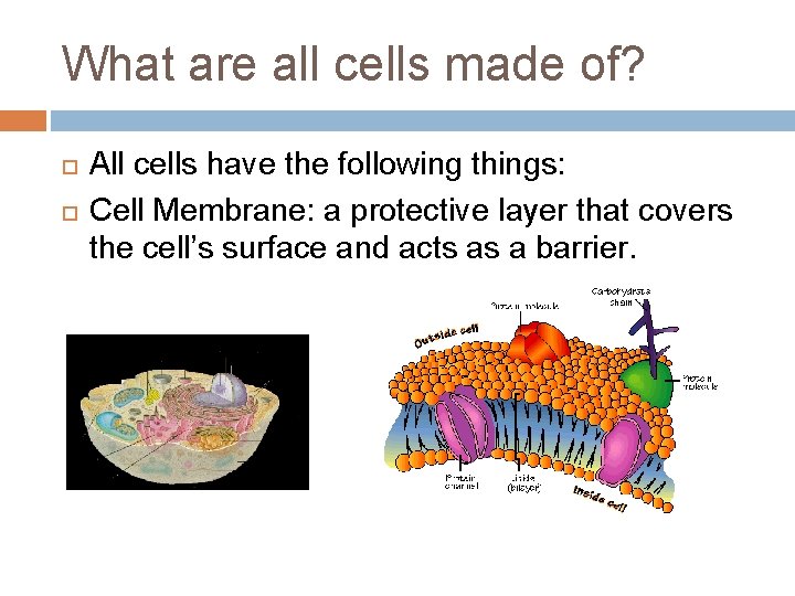 What are all cells made of? All cells have the following things: Cell Membrane: