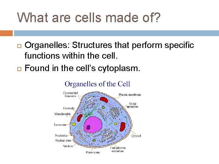 What are cells made of? Organelles: Structures that perform specific functions within the cell.