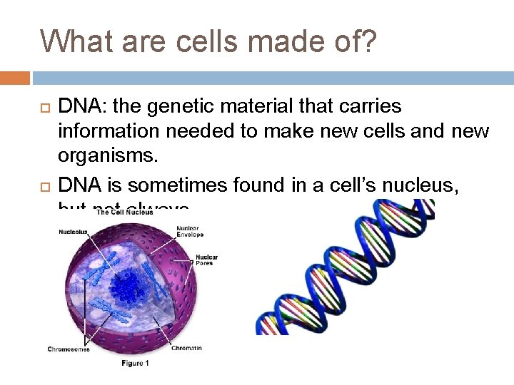 What are cells made of? DNA: the genetic material that carries information needed to