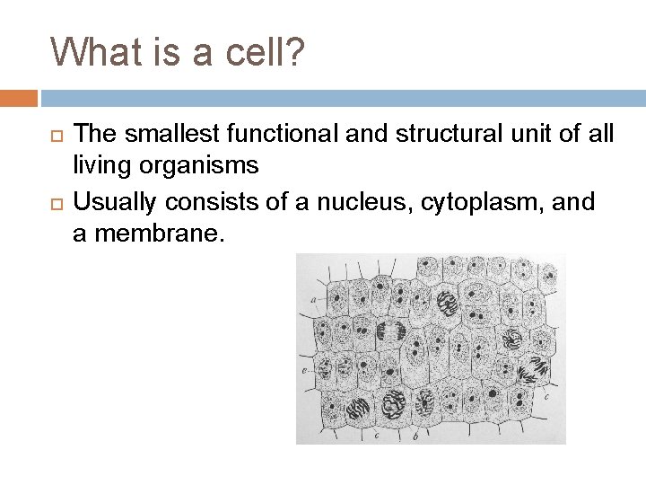 What is a cell? The smallest functional and structural unit of all living organisms