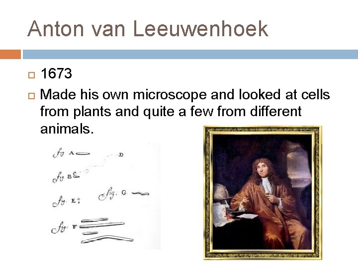 Anton van Leeuwenhoek 1673 Made his own microscope and looked at cells from plants