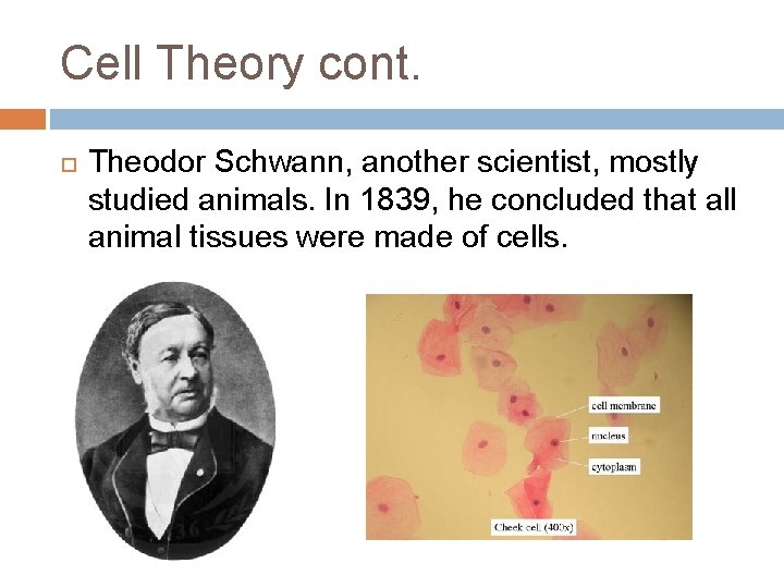 Cell Theory cont. Theodor Schwann, another scientist, mostly studied animals. In 1839, he concluded