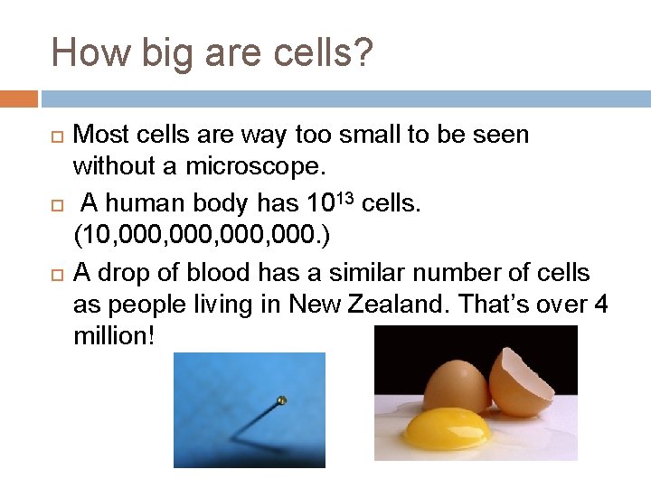 How big are cells? Most cells are way too small to be seen without