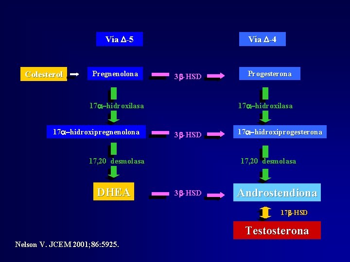 Vía D-5 Colesterol Pregnenolona Vía D-4 3 -HSD 17 -hidroxilasa 17 -hidroxipregnenolona 17 -hidroxilasa Vía D-5 Colesterol Pregnenolona Vía D-4 3 -HSD 17 -hidroxilasa 17 -hidroxipregnenolona 17 -hidroxilasa