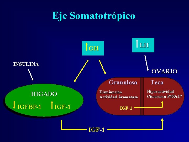 Eje Somatotrópico LH GH INSULINA OVARIO Granulosa HIGADO IGFBP-1 Disminución Actividad Aromatasa IGF-1 Teca Eje Somatotrópico LH GH INSULINA OVARIO Granulosa HIGADO IGFBP-1 Disminución Actividad Aromatasa IGF-1 Teca